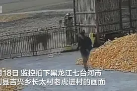 ​“猛虎进村”，我们如何“与虎为邻”？图片