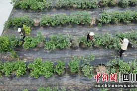 雅安石棉：蓝莓成熟 采摘正当时图片