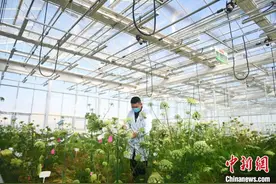 甘肃酒泉戈壁滩育“种”播全球图片