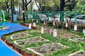社区开辟“共享菜地”，家门口就能种菜→图片