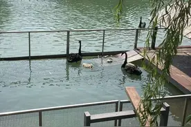 无锡江阴：钢铁厂里“藏”了个小型动物园图片