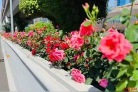 成都“空中花环”再现！二环高架月季已进入盛花期图片