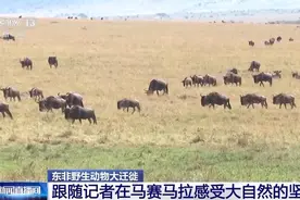 东非野生动物大迁徙 角马群上演“天国之渡”图片