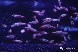 全国最大！广州这里有个热带观赏鱼养殖基地图片