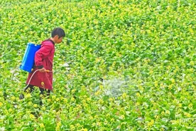 河南孟州：“小菜籽”遍开“致富花”图片
