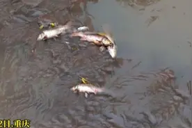 重庆一河段出现大量死鱼，当地：天气原因缺氧所致，已及时清理图片