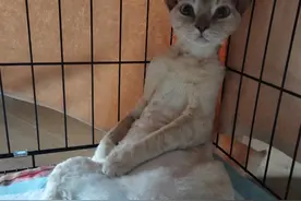 猫咪从43楼超百米高空坠下奇迹生还 ，主人：掉落时被树挡了一下图片