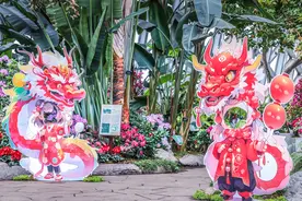 年味儿·上海｜龙跃繁花间，上海辰山植物园2024迎春花展启幕图片