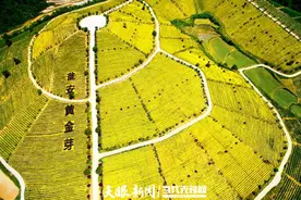 【“金牌”黔南】茶中的大熊猫！这里拥有全国最大的黄金芽种植基地图片