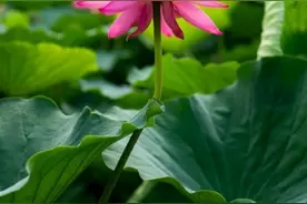 罕见！北京温榆河公园盛开并蒂莲图片