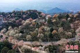 重庆渝北：万亩樱花待客来 促农文旅融合发展图片