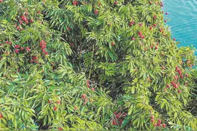 莆田：一弯荔林河，处处芳菲景图片
