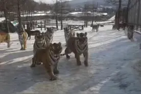 东北虎雪地打出溜滑，在东北“四驱”稳定性也难说，网友：问问东北虎尴尬不？图片