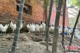 浙江衢州江山黄精乌鸡煲：古法药膳的现代演绎图片