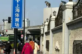 上海体育场走红的“二哈”，是啥来头？图片