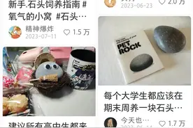 奇识增｜宠物石头，正在成为纸盒狗之后的养宠新选择图片