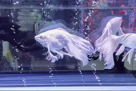 大明湖西南门的水族市场，绚丽的水世界图片