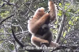云南普洱：消防员林区巡护偶遇长臂猿家庭吃“团圆大餐”图片