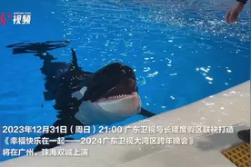 湾区跨年抢先看！周柏豪彩排间隙为虎鲸送上满月“蛋糕”图片