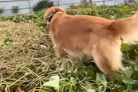 全村唯一拥有电话手表的小狗现身图片