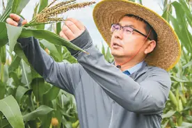 推动玉米种质创新 保障国家粮食安全图片