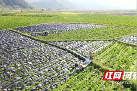 江永：香芋“添衣盖被”保暖过冬图片