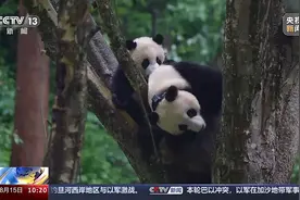 “毕业”后放归野外 野生大熊猫种群数量显著增加图片