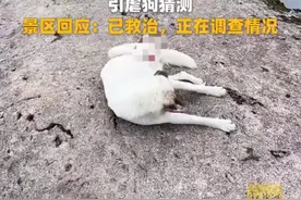 九华山景区多只狗断脚瘸腿，景区回应：正在调查图片