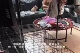 宠爱联萌丨小伙靠它月入过两万！这些奇奇怪怪的动物，火了...…图片