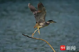 生态环境好，珍稀鸟“斑鱼狗”现身南京月牙湖图片