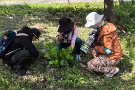 公众参与！上海已记录超3500种昆虫图片