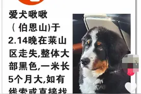 走失宠物狗被流浪狗“收养”，主人已兑现奖金将捐给流浪救助公益图片