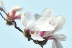 玉兰花开映春晖（一朵花读懂一座城）图片
