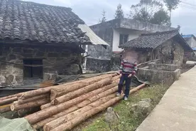 砍掉自家林木都不行？生态法庭法官解读“四川农夫砍伐自家林地案” | 封面深镜图片
