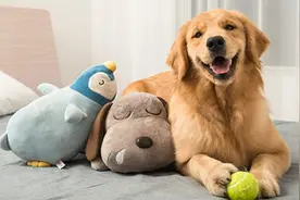 金毛犬“狗咬狗”伤了泰迪犬，主人要赔偿吗？图片