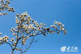 海报组图 | 三月春风拂面 玉兰花开烂漫图片