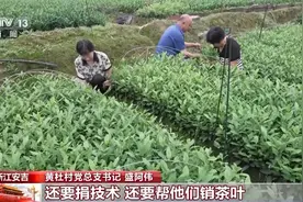 “中国白茶第一村”因何巨变？种茶+卖茶，还有“茶+N”产业融合图片