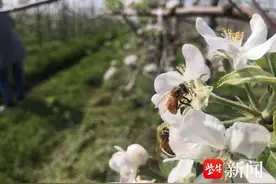 宿迁洋河万亩苹果树开花了， 千万只小蜜蜂采蜜忙图片
