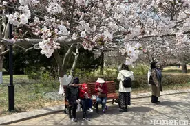 走起，中山公园赏樱花！图片