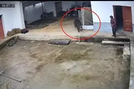 陕西一野猪袭击老人致其身亡，被野生动物袭击如何赔偿？律师解读图片
