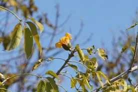 第一朵黄色木棉花绽放！中山纪念堂木棉花集齐红橙黄三色图片