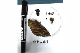 雨后大量出现，别碰别吃！图片