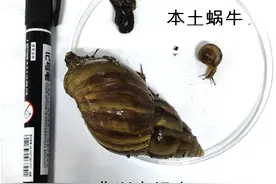 雨后大量出现，别碰别吃！图片