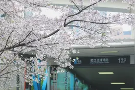 早安！樱~花~节，今天启幕！图片
