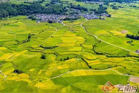 【高清组图】德宏盈江：30余万亩水稻丰收在即图片