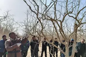 若羌县瓦石峡：科技培训助力红枣升级 田间课堂赋能乡村振兴图片