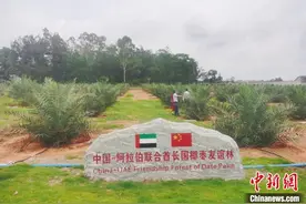 一颗小椰枣，见证中阿农业合作在海南“开花结果”图片