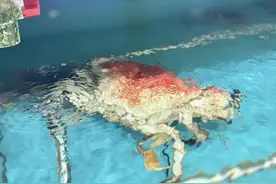 高档海鲜价格“大跳水”，“海鲜自由”来了！图片