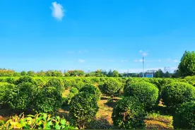 孝南：好风景朱湖造图片