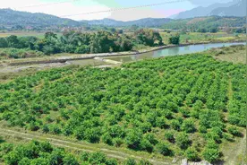 韶关重阳3万多斤青柠抢鲜上市图片